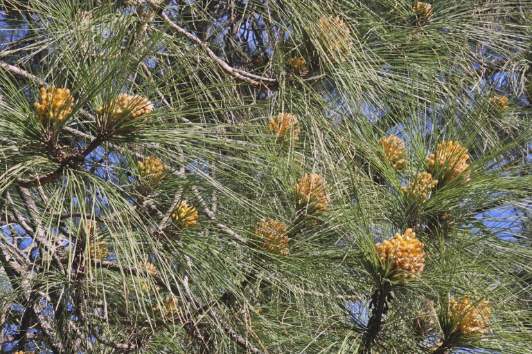 El pinar de Canarias