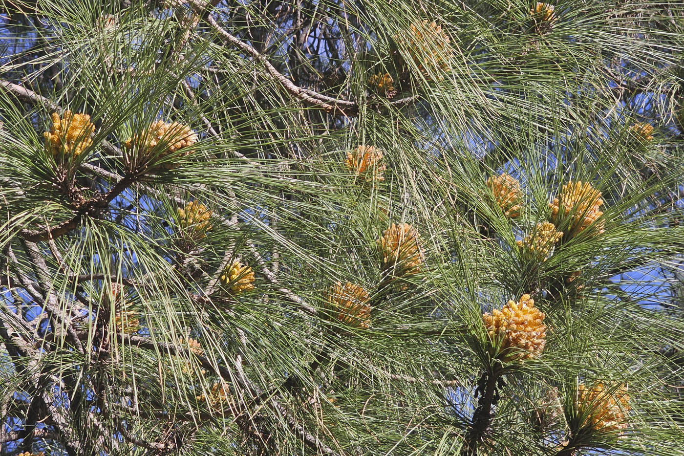 El pinar de Canarias