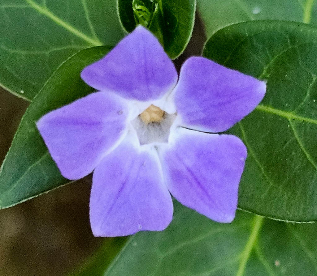 Vinca